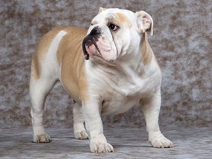 Angol bulldog - Breed leírás, karakter, fotó és videó véleménye a tulajdonosok