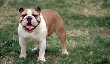 English Bulldog - descrierea rasei, natura, fotografiile și videoclipurile, recenzii de proprietar