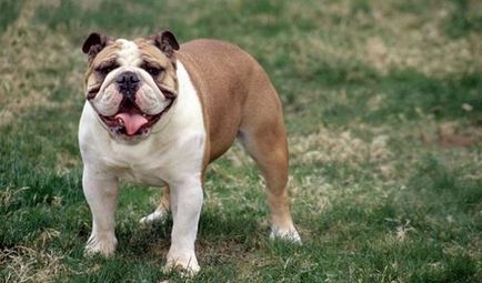 Angol bulldog - Breed leírás, karakter, fotó és videó véleménye a tulajdonosok