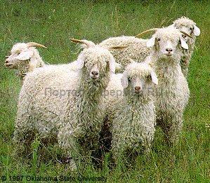 Angora de rasă de capră