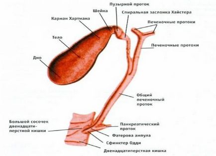 Anomalii ale formei vezicii biliare, simptome și tratament