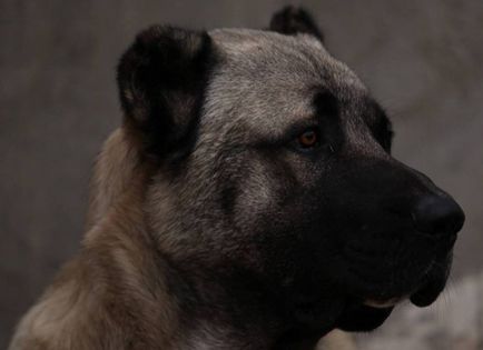 Örmény gampr rettenthetetlen intelligens kutya