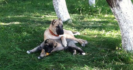 Вірменський гампр безстрашний смарт-пес