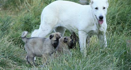 Örmény gampr rettenthetetlen intelligens kutya