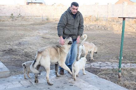 Вірменський гампр безстрашний смарт-пес