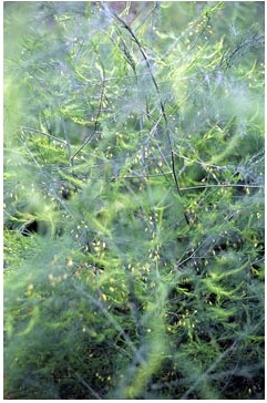 Sparanghelul - descriere, specie, îngrijire și reproducere, greenhome