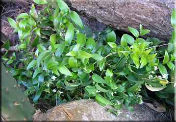 Sparanghelul - descriere, specie, îngrijire și reproducere, verde