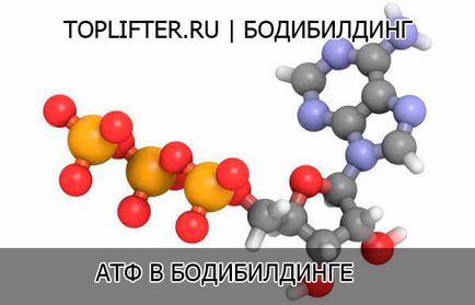 Атф в бодібілдингу
