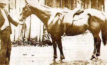 Australian Cattle