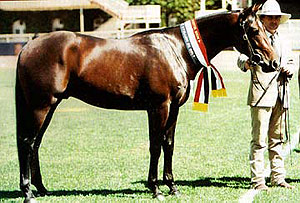 Австралійська пастуша кінь, уолер, waler, походження порода, витривалість, характер,