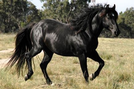 Ciobanesc de rasa a calului australian fotografie, descriere, istorie a rasei - site despre cai