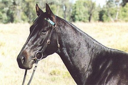 Ausztrál Cattle fajta ló fotó, leírás, történelem, a fajta - site lovakról (öböl) Ausztrál Cattle fajta ló fotó, leírás, történelem, a fajta - helyszínen a lovak