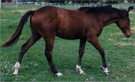 Австралійська пастуша порода коней фото, опис, історія породи - сайт про коней