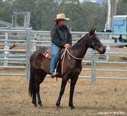 Австралійська пастуша порода коней фото, опис, історія породи - сайт про коней