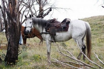 Ciobanesc australian de rasă de cal și fotografie, descriere și caracteristici