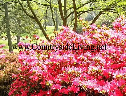 Azalea - flori de origine și plante de grădină