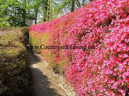 Azalea - flori de origine și plante de grădină