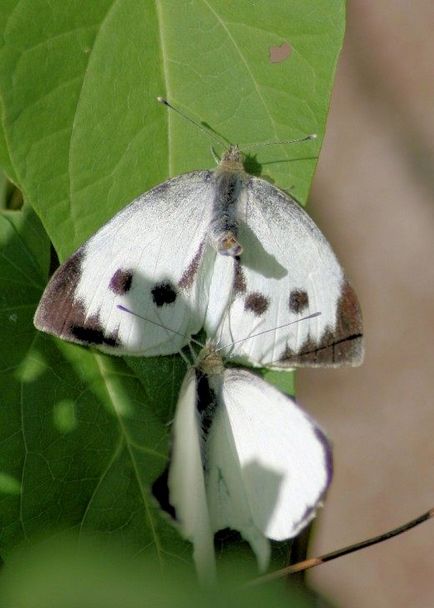 Butterfly alb