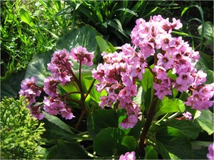 Badan érdekel bizarr káposzta Bergen (Bergenia) Badan érdekel bizarr káposzta Bergen