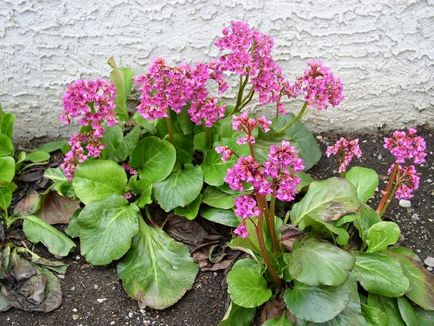 Badan érdekel bizarr káposzta Bergen (Bergenia) Badan érdekel bizarr káposzta Bergen