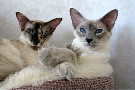 Балинезийская кішка - фото, про породу, вартість кошеня балінезійській кішки, як доглядати за