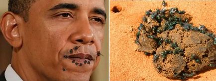 Baraka obama urmărit de muște - adevărul gol
