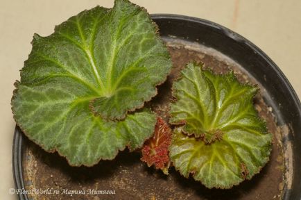 Begonia tuberous - begonia x tuberhybrida într-o grădină de flori pe