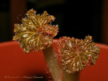 Begonia tuberous - begonia x tuberhybrida într-o grădină de flori pe