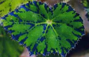 Бегонія королівська, фото листя бегонії, улюблені квіти