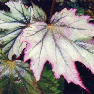 Begonia regală, fotografie de begonia, flori preferate