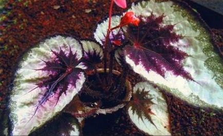 Begonia regal de îngrijire a fotografiilor