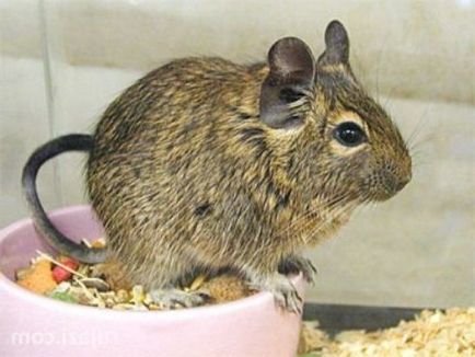 Protein degu îngrijire și întreținere la domiciliu - feedback proprietar