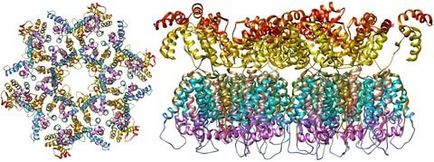 Proteine ​​caracteristice pentru HIV