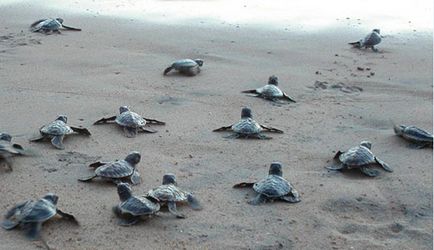 Insula Bentota din Sri Lanka, descriere stațiune cu fotografii de atracții și plaje