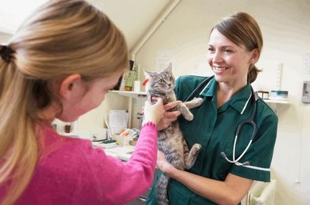 A bolhák macskák okoz, kezelés, létesítmények, megelőzés