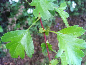 Hawthorn comun (lat