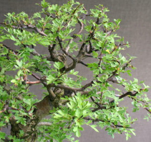 Hawthorn comun (lat