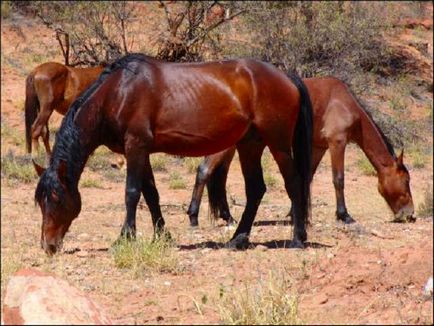Брамбі - дикі австралійські коні