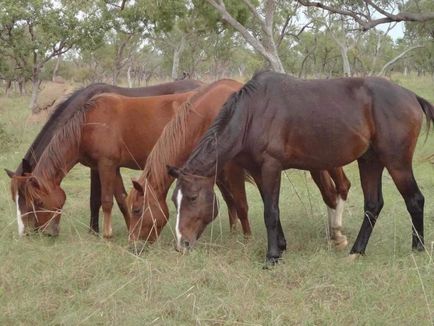 Brumby - cai sălbatici australieni