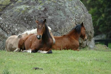 Brumby - cai sălbatici australieni