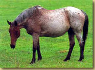 Брамбі - дикі коні австралії - породи коней