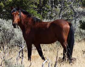 Brumby - o descriere a rasei de cai, caii mei