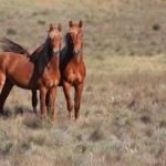 Brumby - fajta leírása a ló, a lovam