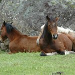 Brumby - fajta leírása a ló, a lovam