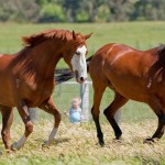 Brumby - fajta leírása a ló, a lovam