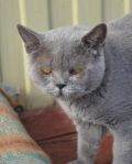 Britan în orfelinat caută o casă în secțiunea de pisici - pisici de rasă, moscow