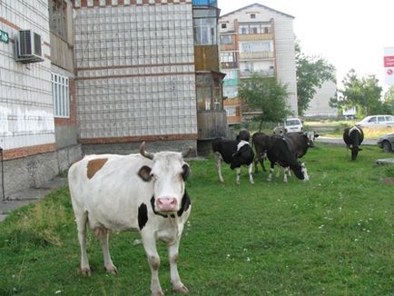 Бродячі корови непереможні