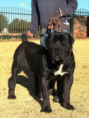 Boerboel fotografie din Africa de Sud a rasei de câine, caracterul Boerboel, descrierea și istoria rasei