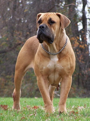 Boerboel fotografie din Africa de Sud a rasei de câine, caracterul Boerboel, descrierea și istoria rasei