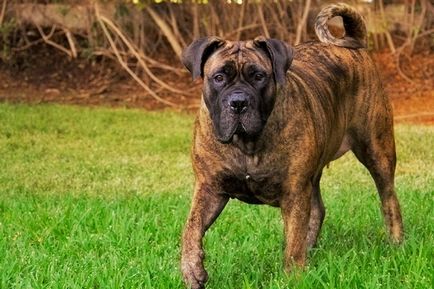 Бурбуль південноафриканський фото породи собак, характер бурбуля, опис та історія породи